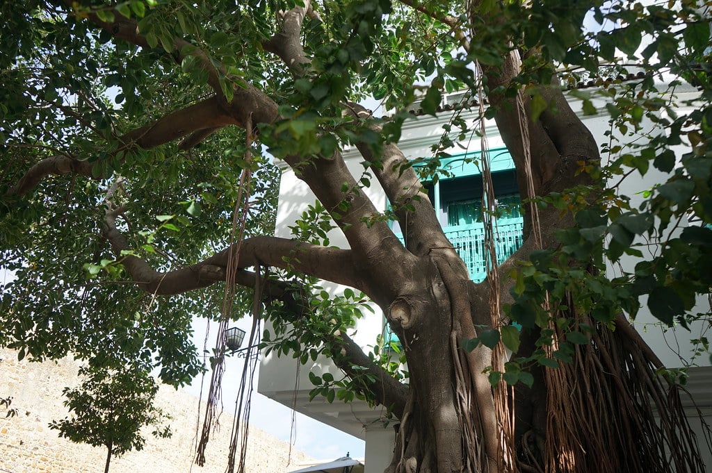 Ficus macrophylla dans le quartier de la Kasbah à Tanger.