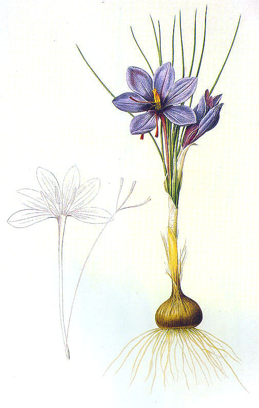 Dessin botanique de Crocus sativus d'où est extrait le safran (pistil de la fleur) - Dessin de Pierre Joseph Redouté