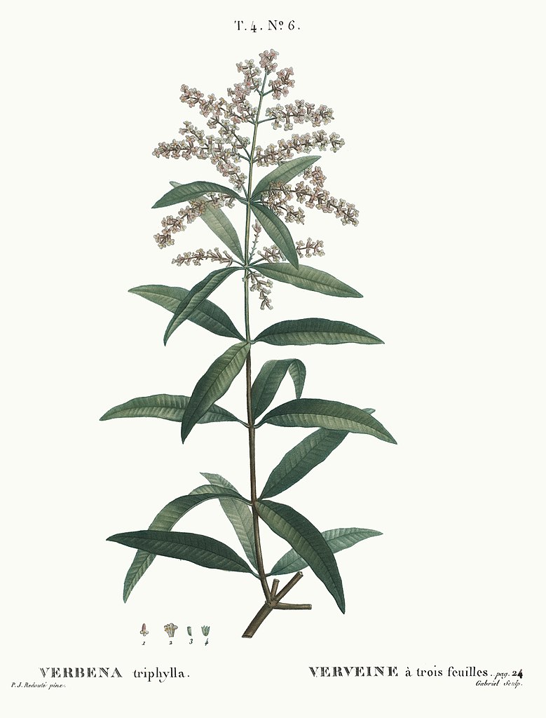 Dessin botanique de Verveine à trois feuilles (Verbena triphylla) - Dessin de Pierre Joseph Redouté