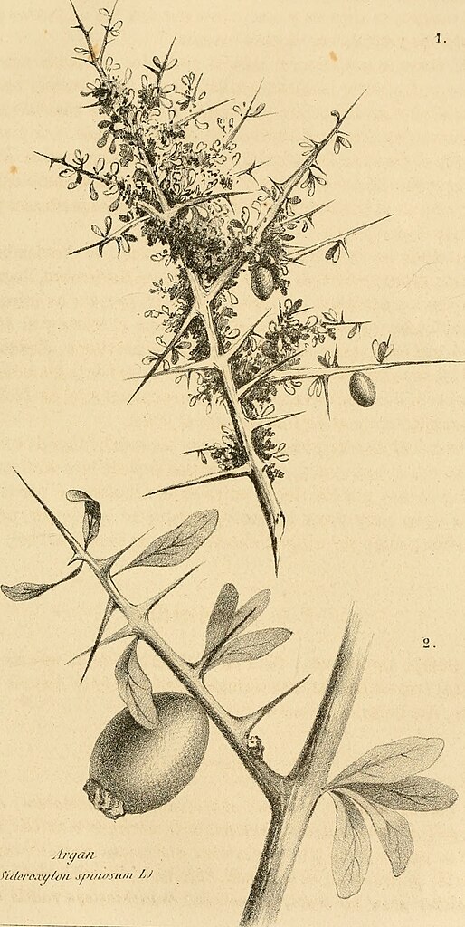 Dessin botanique d'arganier - Dessin de Anales de la Sociedad Española de Historia Natural