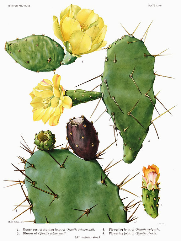 Dessin botanique de figue de Barbarie (Opuntia vulgaris) - Dessin de Mary Emily Eaton