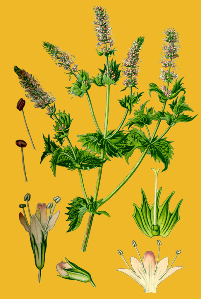 Dessin botanique de menthe spicata dite marocaine - Dessin d'Otto Wilhelm Thomé