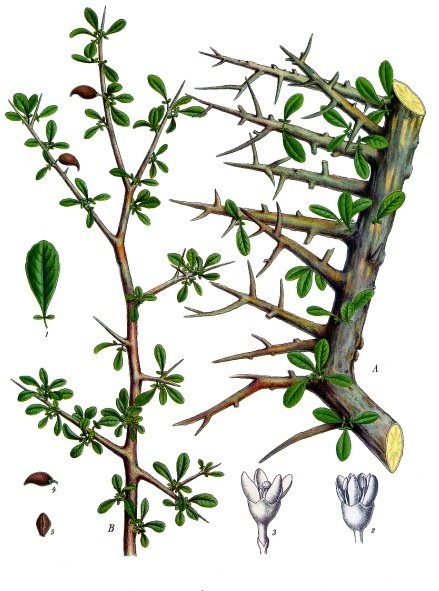 Dessin botanique de la myrrhe - Dessin de Franz Eugen Kohler