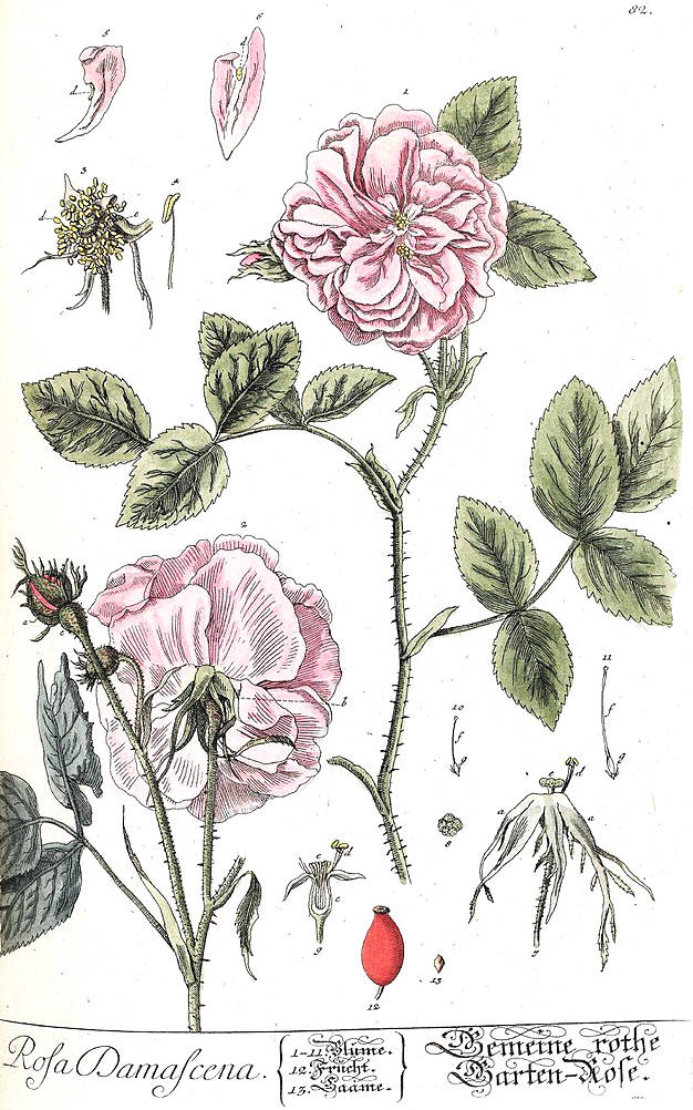 Dessin botanique de la rose de Damas - Dessin d'Elisabeth-Blackwell