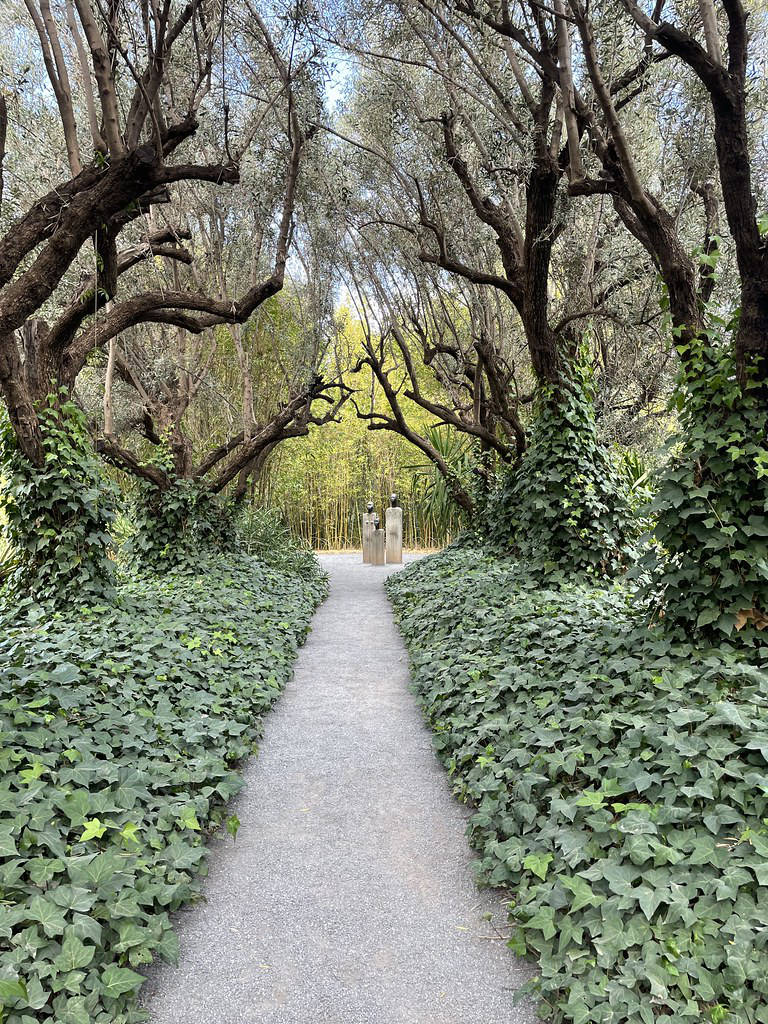 Entrée mystérieuse du jardin : oliviers envahis par du lierre.