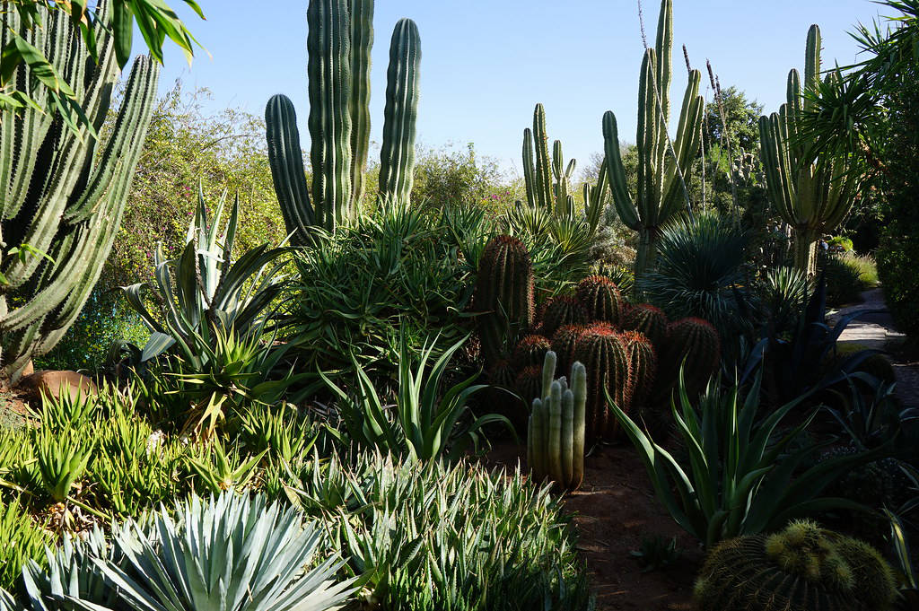 Cactus dans le jardin ANIMA : Paysage mi désertique mi tropical.