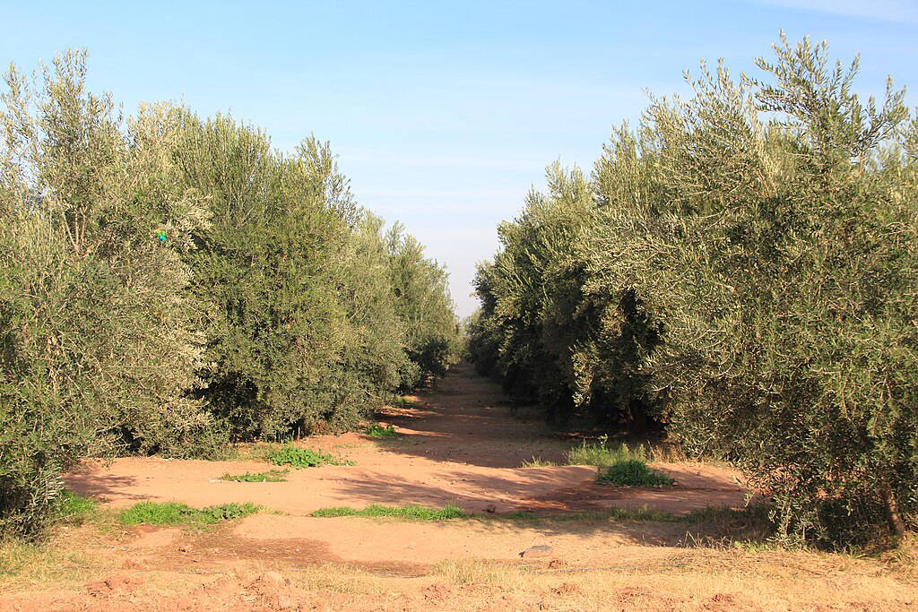 Oliviers du Jardin Menara à Marrakech - Photo de Sambasoccer27 - Licence ccbysa 4.0