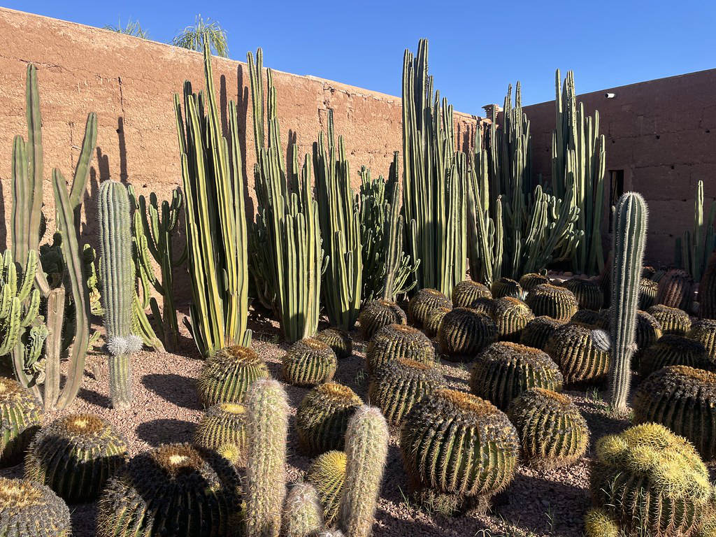 Jardin de cactus du Musée de la Palmeraie à Marrakech.