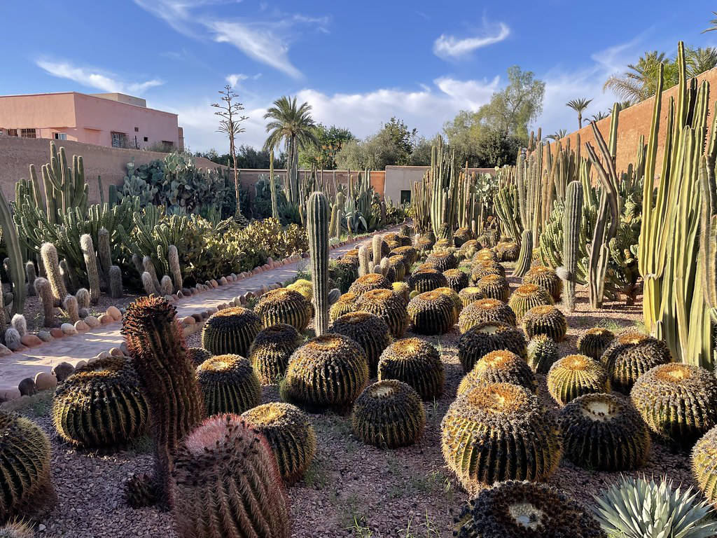 Jardin de cactus du Musée de la Palmeraie à Marrakech.