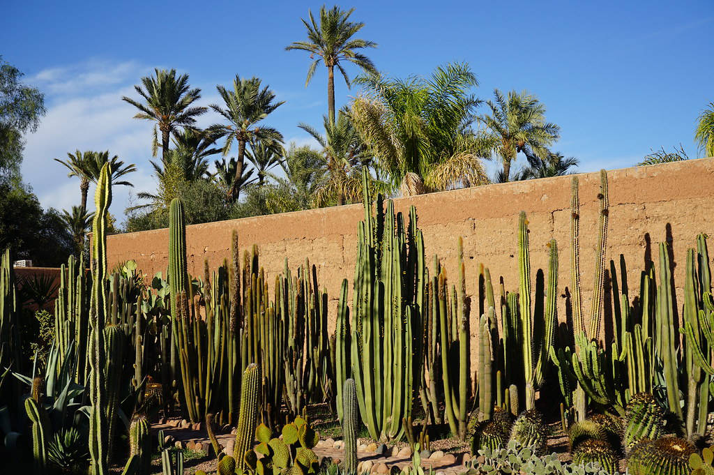 Cactus dans le jardin du Musée de la Palmeraie à Marrakech.