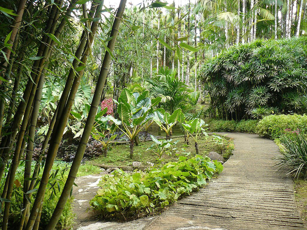 Jardin botanique de Balata à Fort-de-France - Photo de Thérèse Gaigé - Licence c0