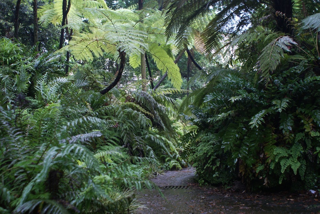 Dans la forêt de fougères arborescentes du jardin botanique de Naples.