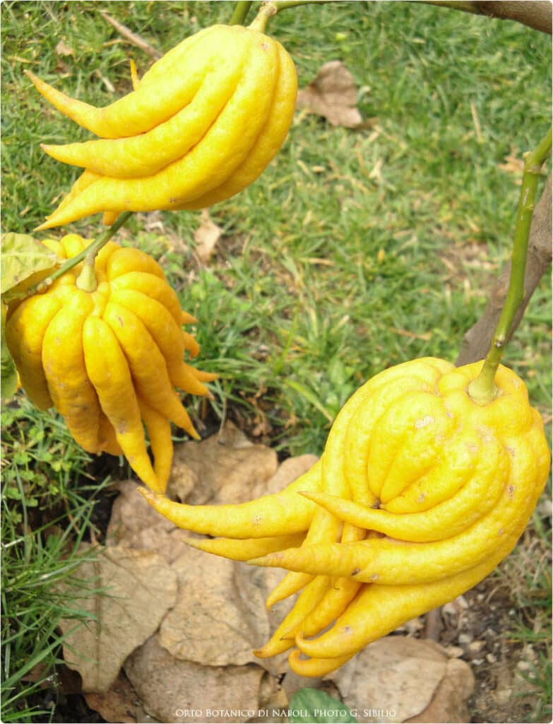 Citronnier « La main de bouddha » (Citrus medica var. sarcodactylus) dans le jardin botanique de Naples. Photo G. Sibilio.