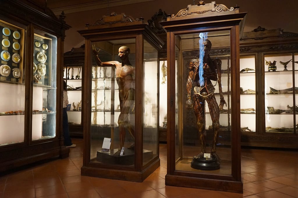 Etagères et cloches au Musée d'anatomie de Naples.
