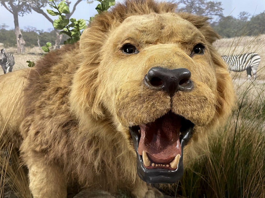Lion dans le musée zoologique de Naples.