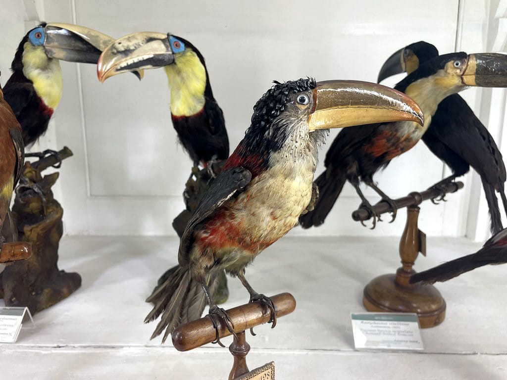 Toucans dans le musée zoologique de Naples.