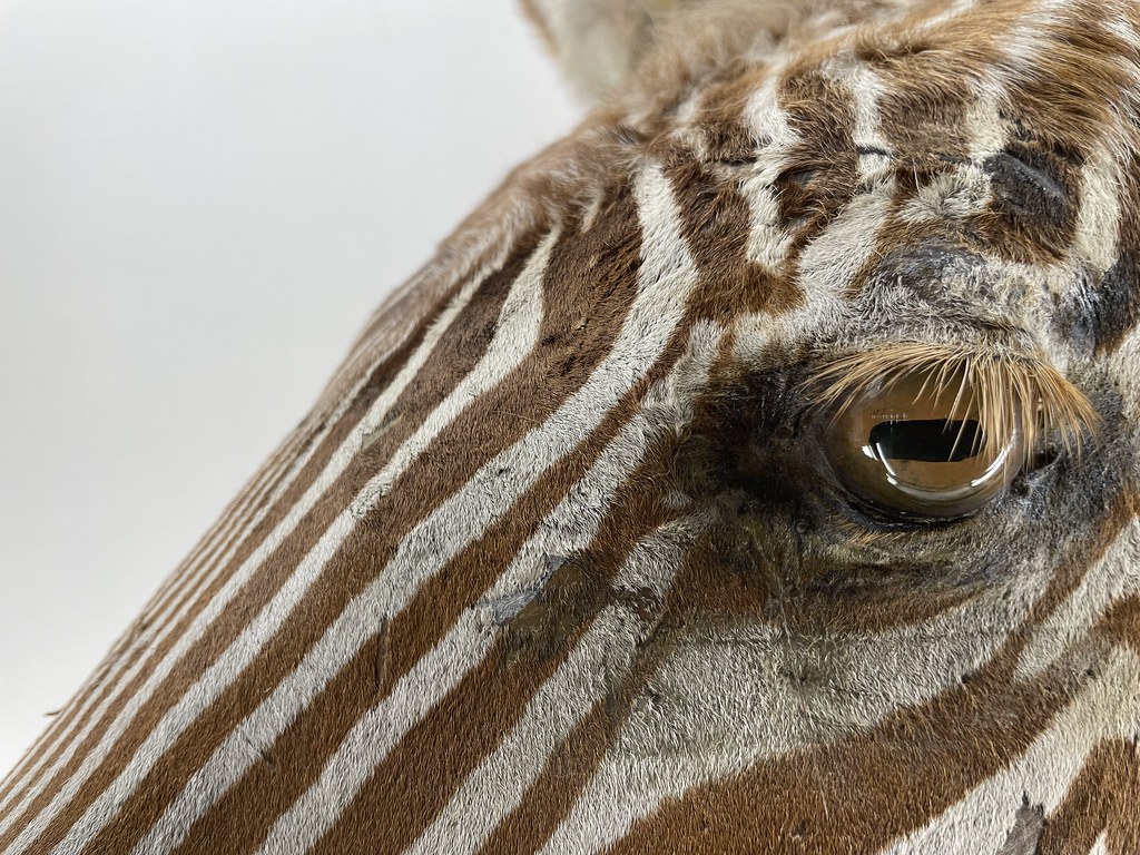 Zèbre dans le musée zoologique de Naples.