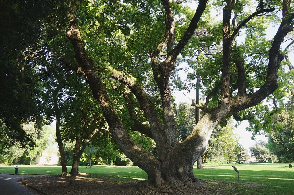 Camphrier, arbre remarquables dans le parc de Capodimonte à Naples.