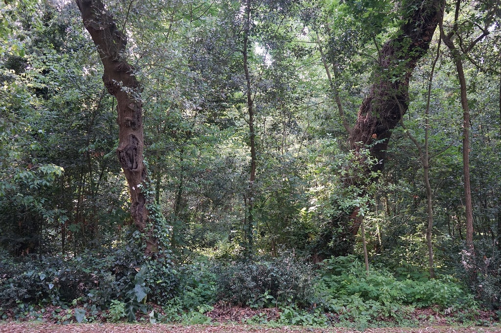 Bois impénétrable dans le parc de Capodimonte à Naples.