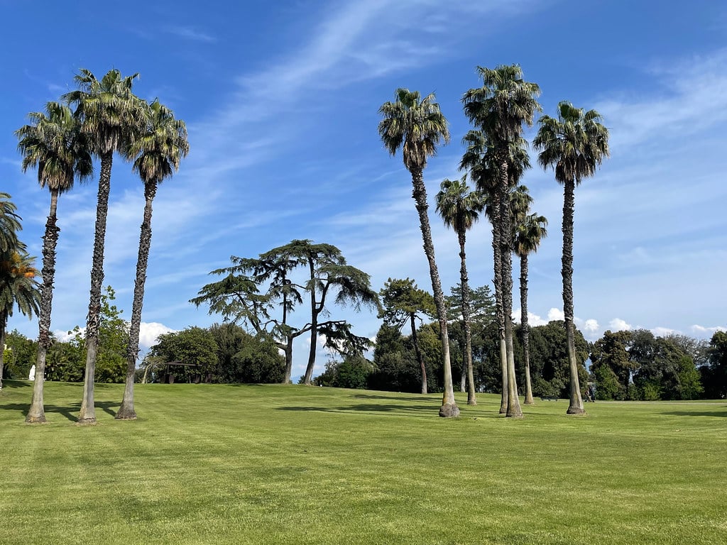 Palmiers dans le parc de Capodimonte à Naples.
