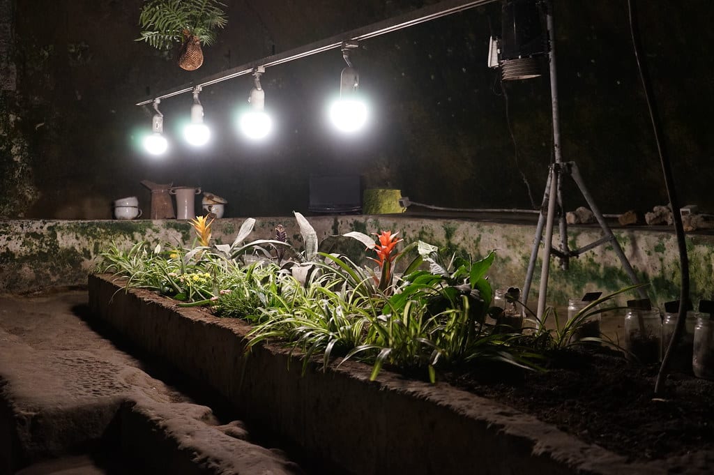 Jardin insolite dans les souterrains de Naples.