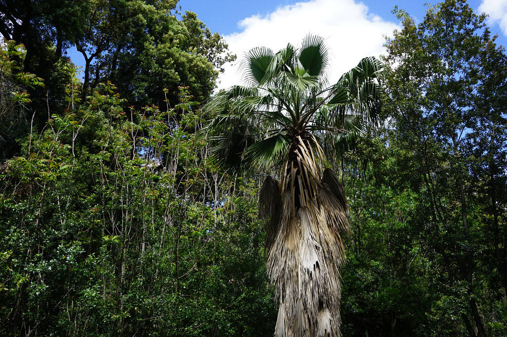 Palmier dans le parc de la Villa Floridiana à Naples.
