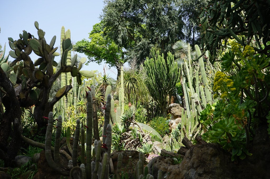 Cactus dans le jardin botanique de Naples.