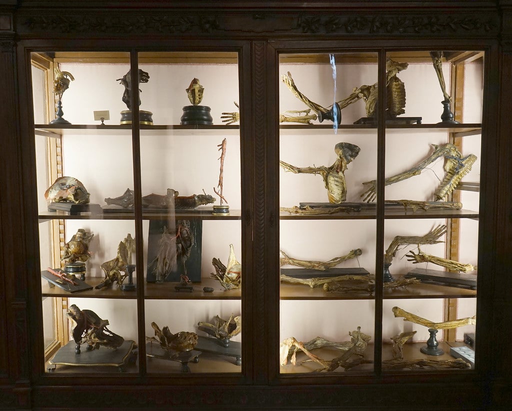 Etagères du Musée d'anatomie de Naples.