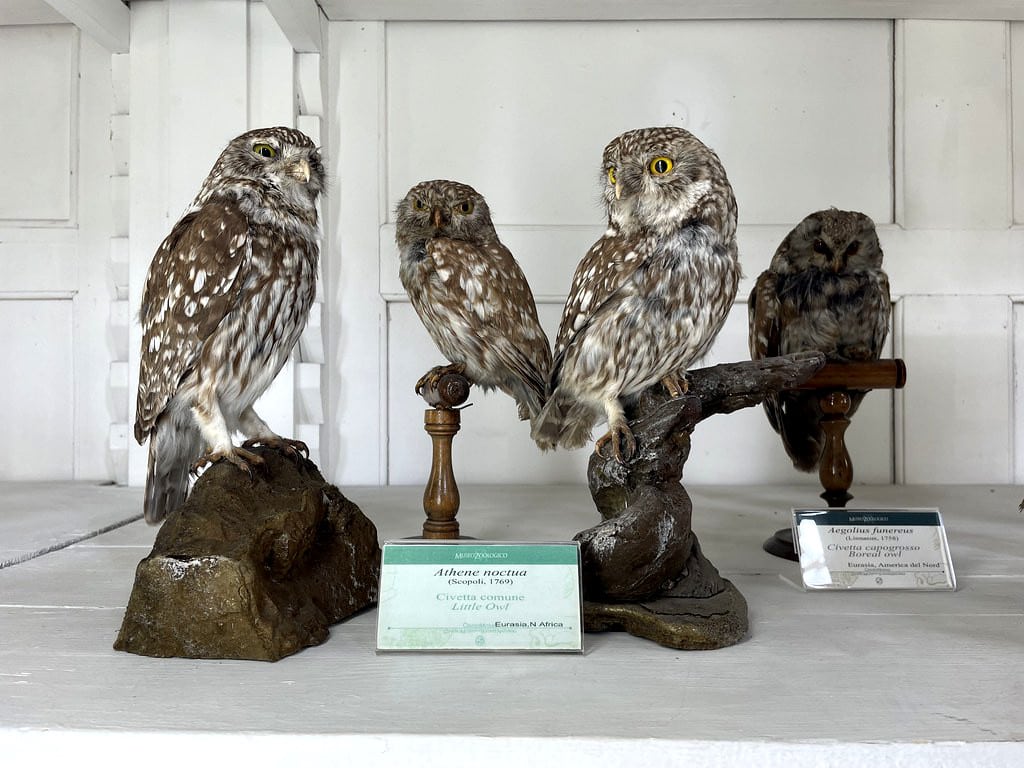 Chouettes dans le musée zoologique de Naples.
