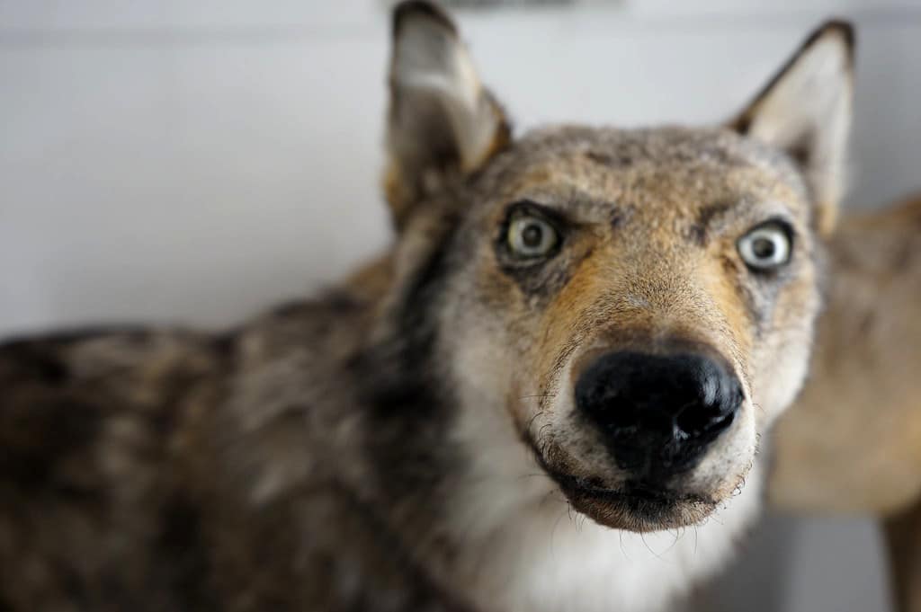 Loup dans le musée zoologique de Naples.