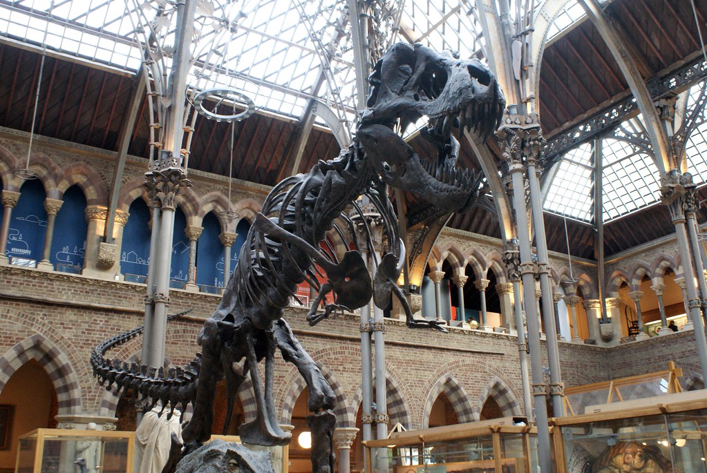 Squelette d'un tyrannosaure au musée d'histoires naturelle d'Oxford.