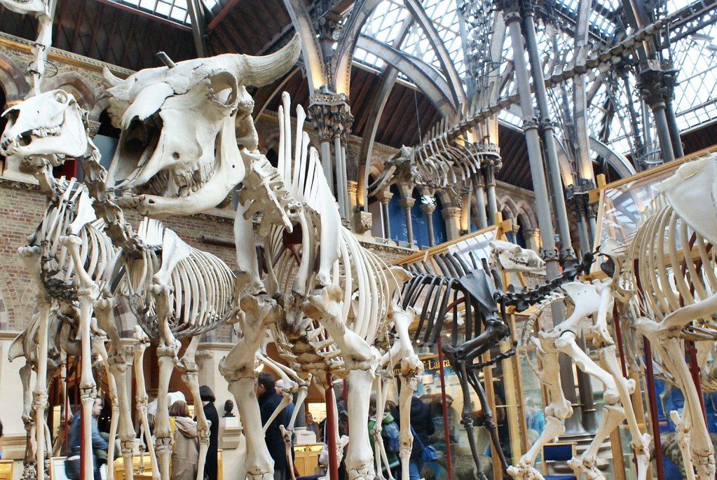 Squelettes de grands mammifères terrestres avec un bison au premier plan. Musée d'histoire naturelle d'Oxford.