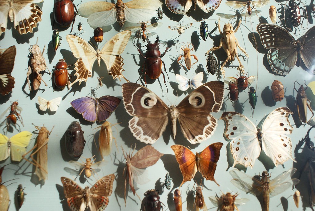 Tableau d'insectes au musée d'histoire naturelle d'Oxford.