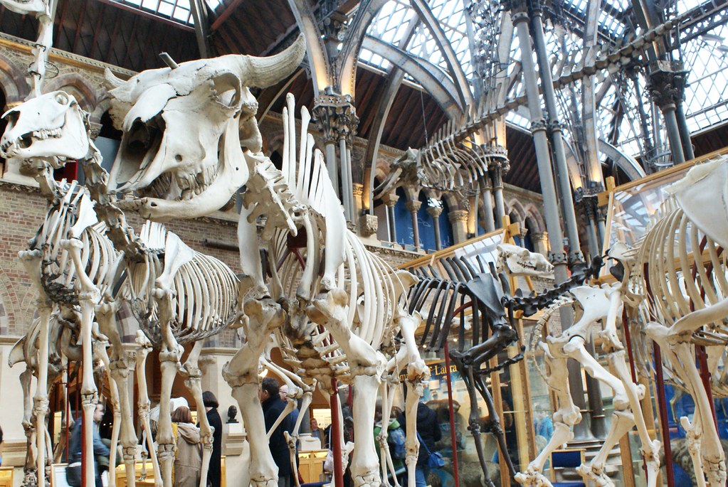 Dans le musée d'histoire naturelle d'Oxford : Squelettes de grands mammifères terrestres avec un bison au premier plan.