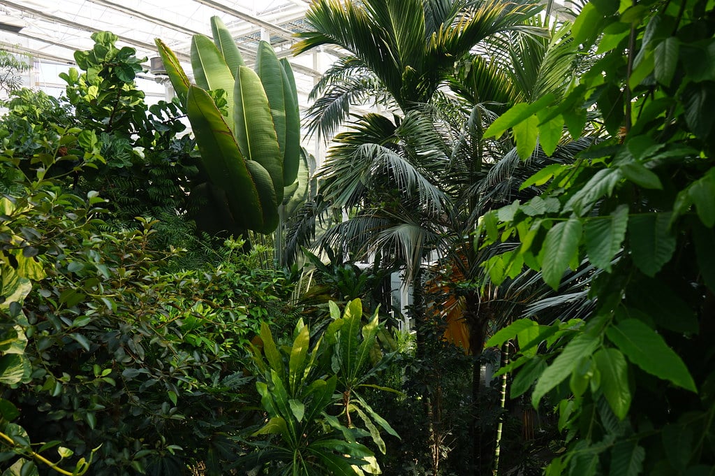 Dans les serres du jardin botanique de Padoue.