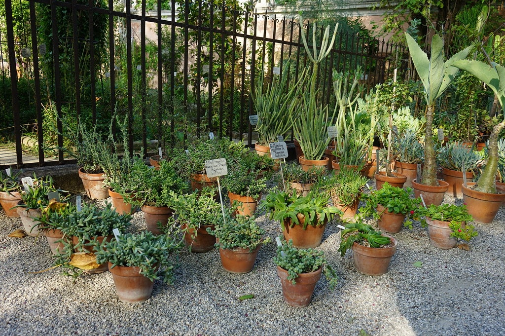 Dans le jardin botanique de Padoue.