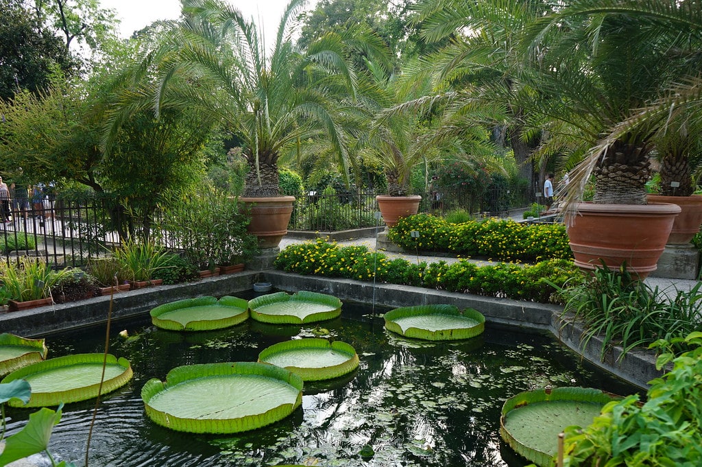 Dans le jardin botanique de Padoue.