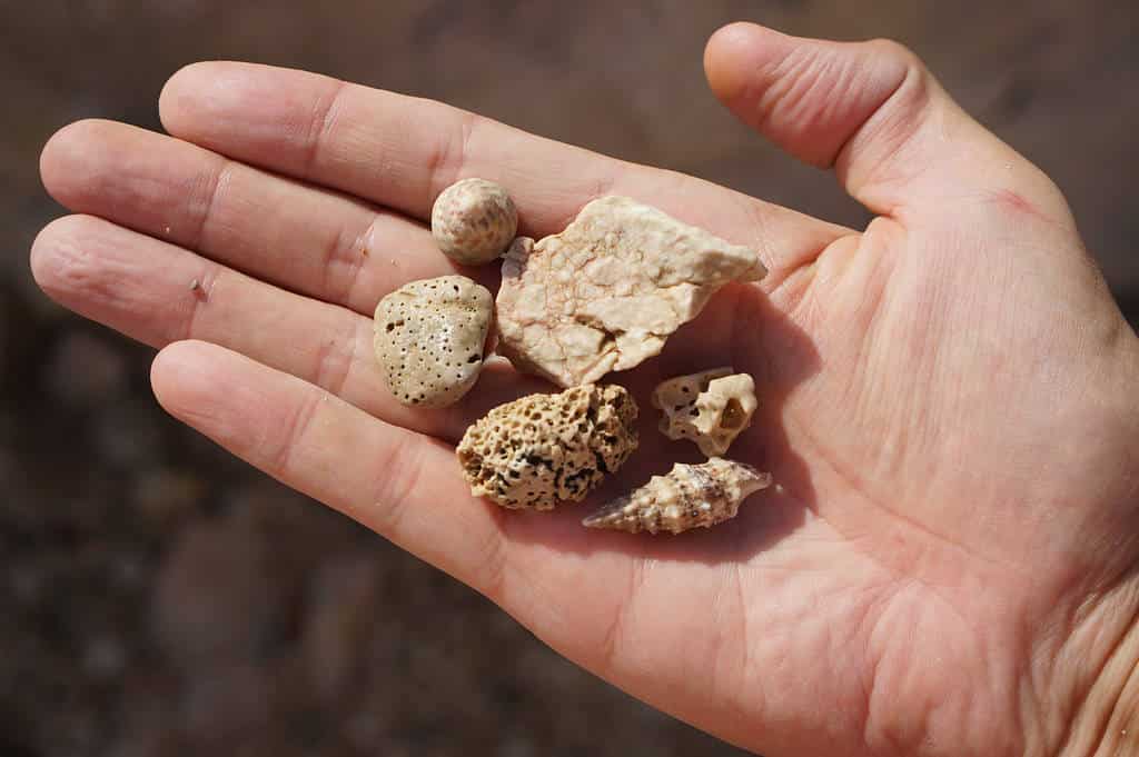 Pierre et coquillages de l'île de Pag.