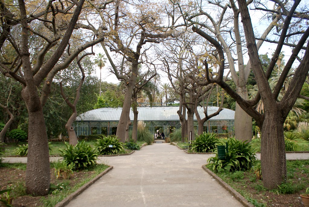 Serre du jardin botanique de Palerme.