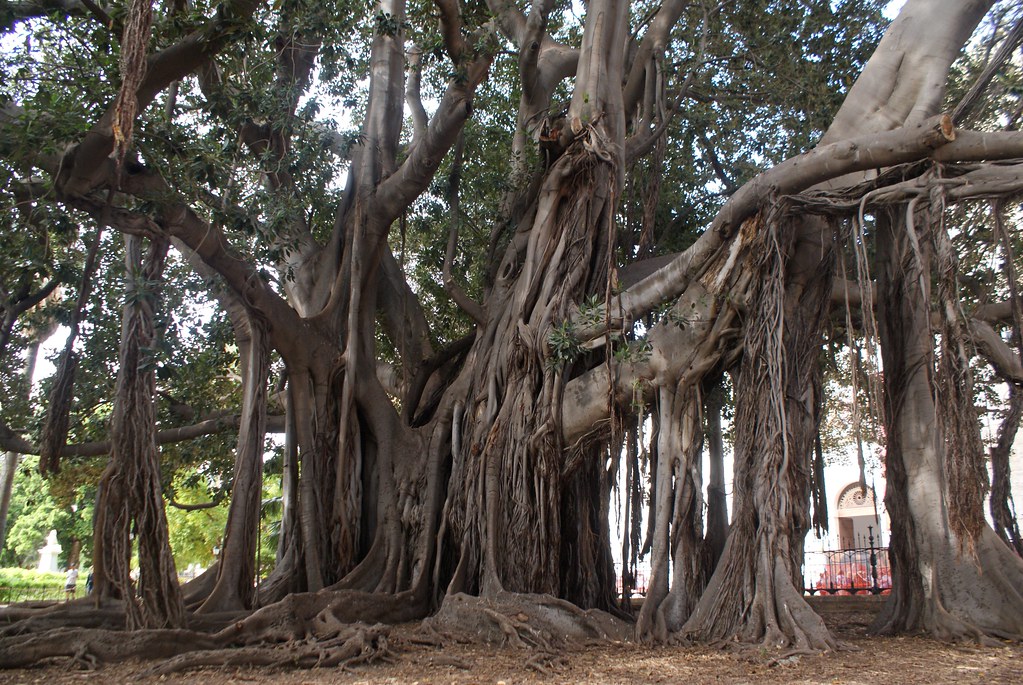 Voici l’un des plus grands arbres d’Europe dans le jardin Garibaldi à Palerme.