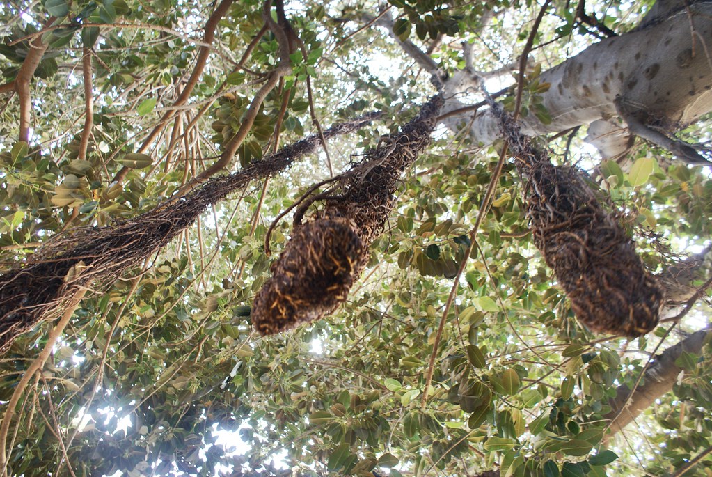 Ces rejets descendent des branches et se transforment en tronc lorsqu’ils touchent le sol – Jardin Garibaldi à Palerme