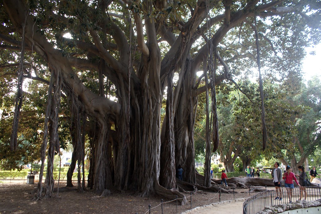 Insolite : Un des très grands ficus du Jardin Garibaldi à Palerme.