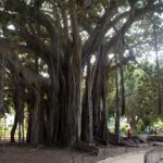 Jardin Garibaldi à Palerme : L&rsquo;un des plus grands arbres d&rsquo;Europe
