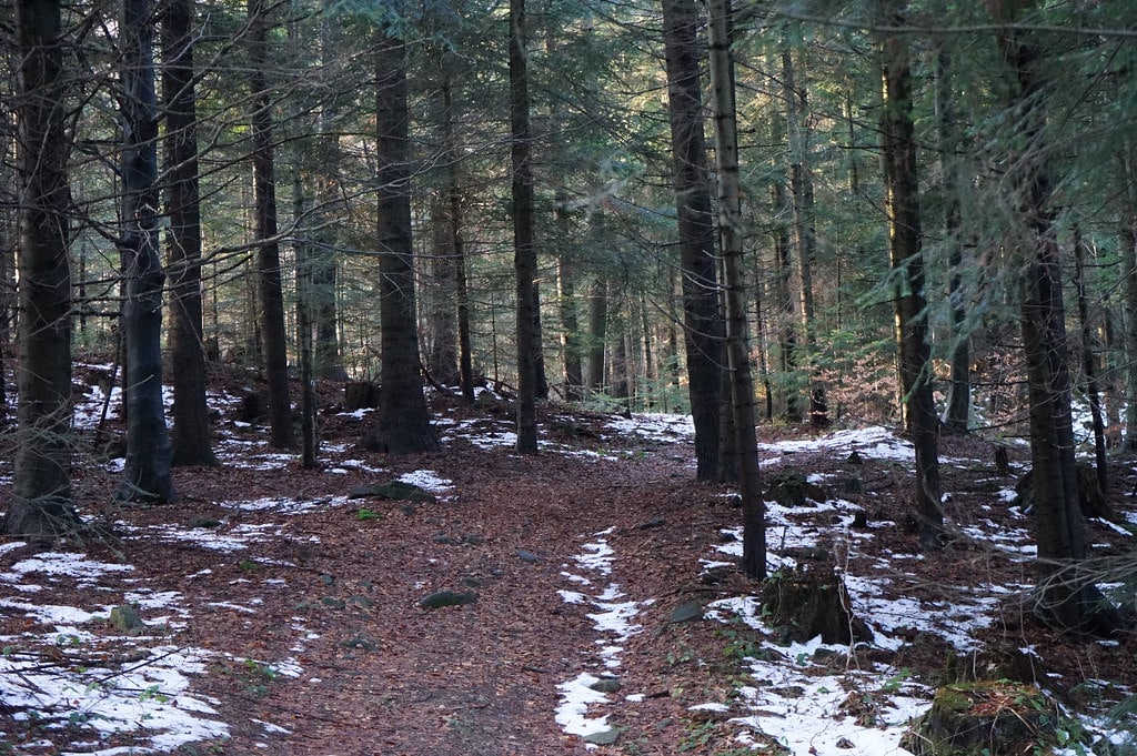 La forêt de Gorce limitrophe des Pieniny.