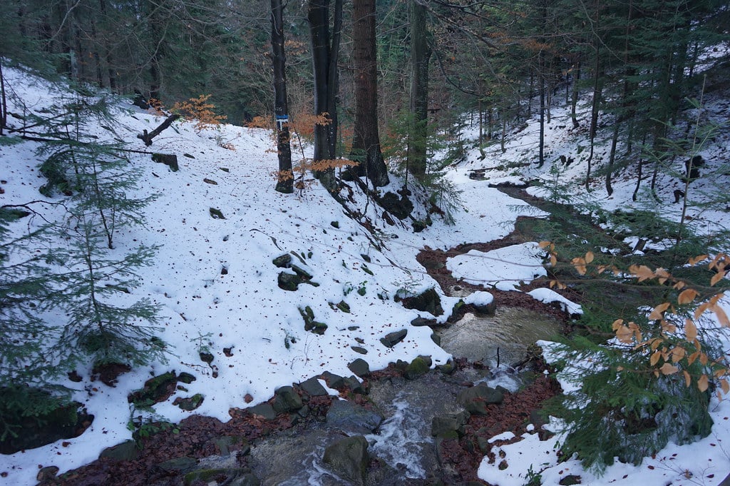 Rivière dans la forêt de Gorce limitrophe des Pieniny.