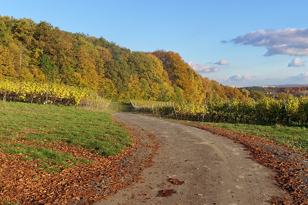Vignobles dans le Bois Wolski à Cracovie - Photo de Jakub Halun -Licence cc by sa 4.0