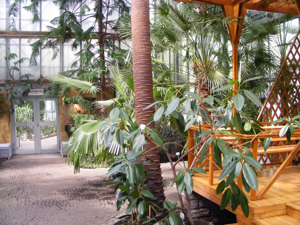 Serre de la Palmeria miejska de Gliwice - Photo de Antekbojar - Licence c0