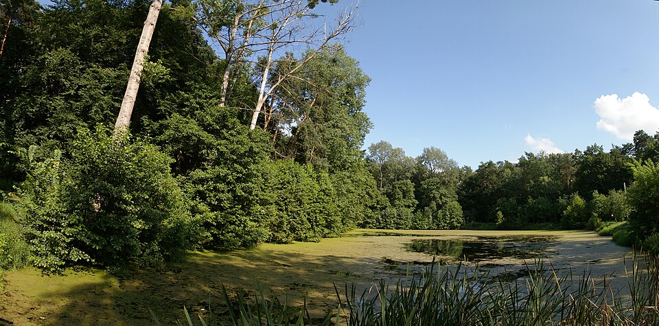 Etang dans la forêt de Barbarka à Torun - Photo de Michal Sulik - Licence ccby 3.0