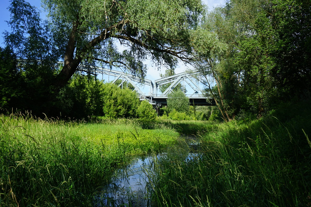 Dans la réserve naturelle Kępa Bazarowa sur la rive sud de la Vistule à Torun.