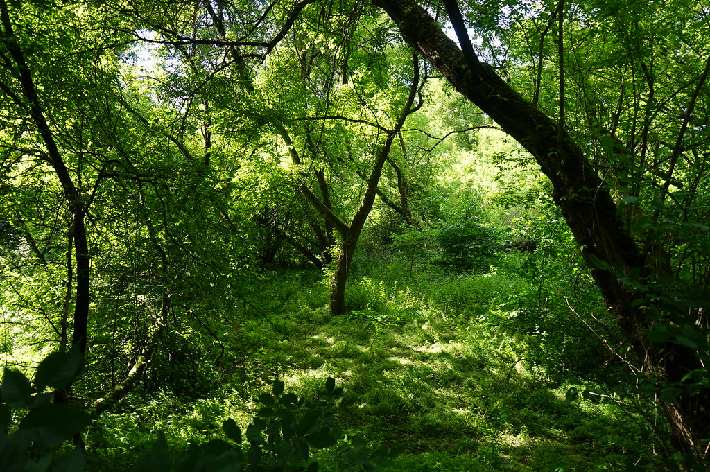 Dans la réserve naturelle Kępa Bazarowa sur la rive sud de la Vistule à Torun.